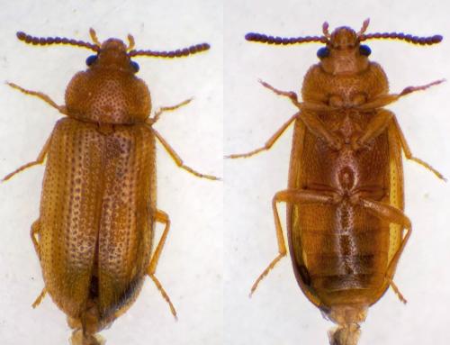 Réf. 318 210 : Eulagius sp.